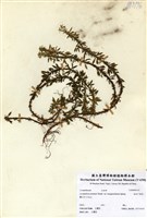 藏品(長柄千層塔)的圖片